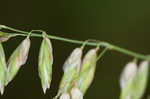 Threeflower melicgrass